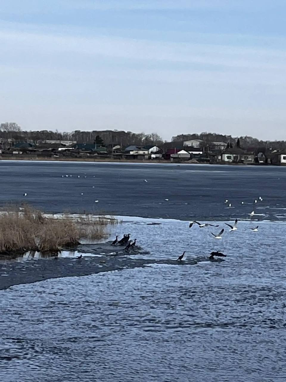 В Горьковском районе впервые за 30 лет заметили бакланов