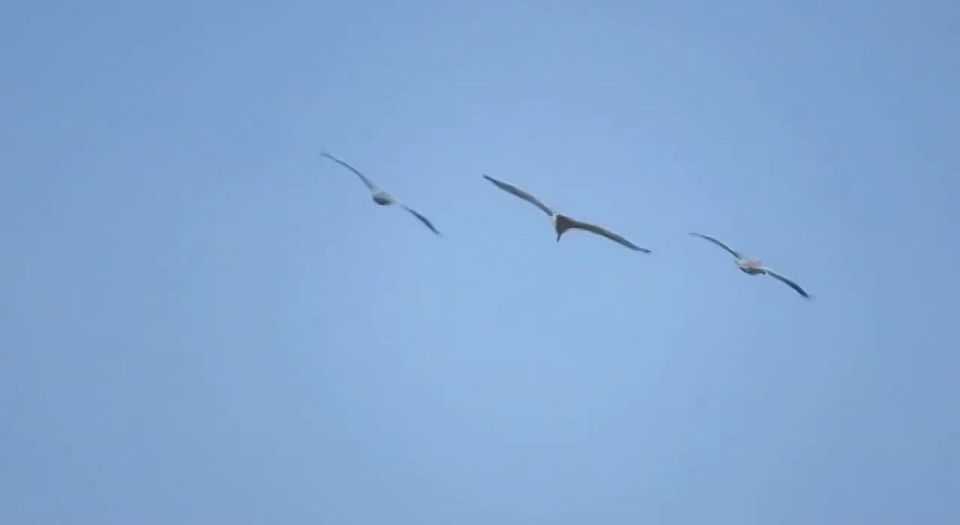 �������� ���������: � ������ ������� ��������� �������� � ����������� ��������