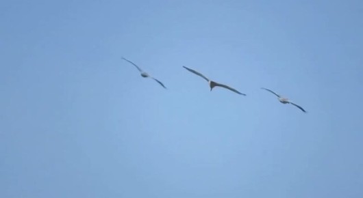 �������� ���������: � ������ ������� ��������� �������� � ����������� ��������