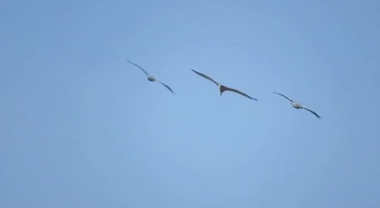 Кудрявые гастролёры: в Омскую область вернулись пеликаны с «химической завивкой»