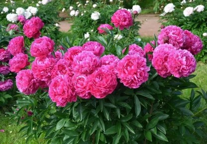 ���� ���������: �� ��������� ���� �������� 2 �������� ������