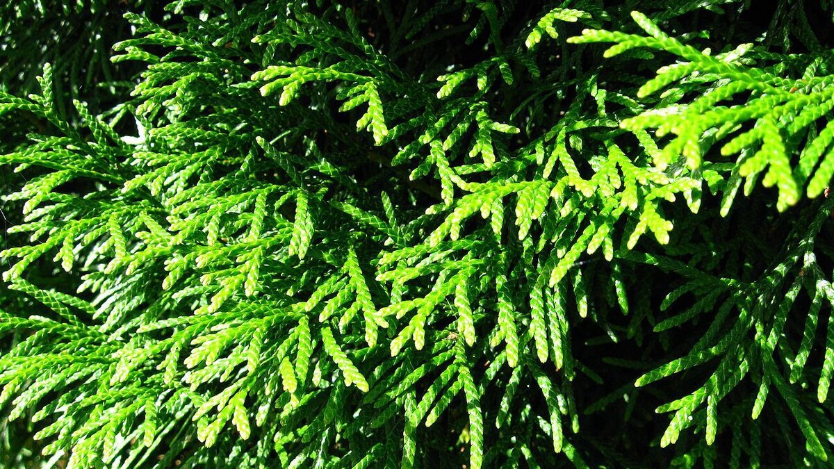 Почему туя желтеет: разберемся в причинах и как избежать проблем