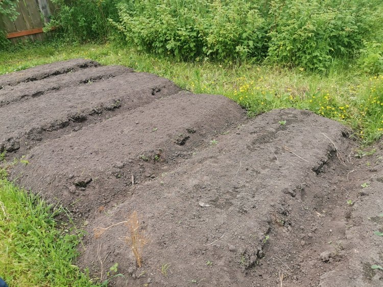 Как подготовить грядки к зиме: секреты успешного огородничества