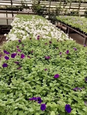 � ������������� ������� ���������� ������� ������ ��� ��������� ������