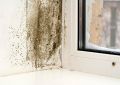 Плесень в доме: как распознать и избежать опасного соседа