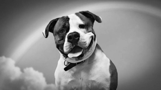 В омском приюте умер «старожил» Сема: пес так и не дождался хозяев после предательства