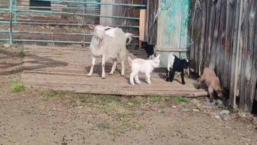 ����� ������ �� �����������: � ������ �������� �������� �������� ���� ��������� ������