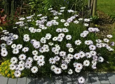 Остеоспермум: Цветы, которые радуют глаз все лето