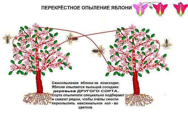 Как выбрать опылителей для яблонь и увеличить урожай