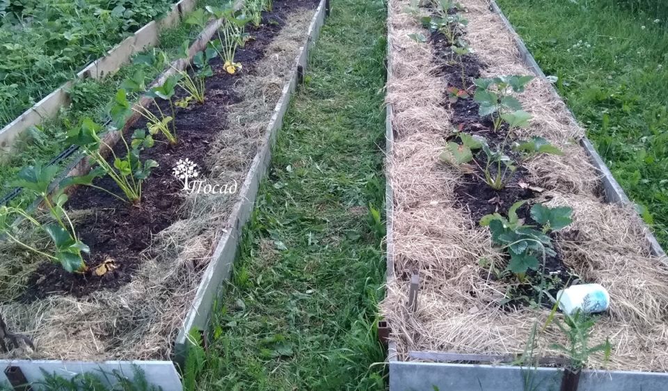 ��� ���������� �� �������� ����� ��������: �������� � ������