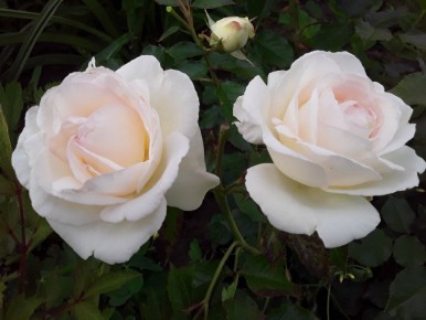 ��� ������� ��������� ����: ������������ �� ����������