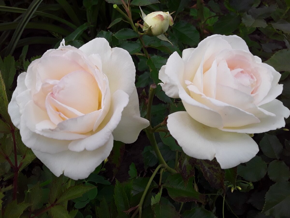 Как выбрать идеальные розы: рекомендации по питомникам