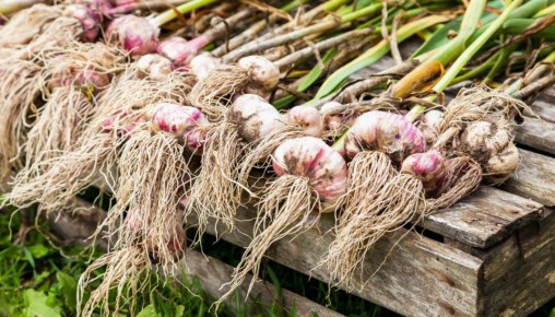 Как правильно определить время сбора чеснока: простые советы для дачников