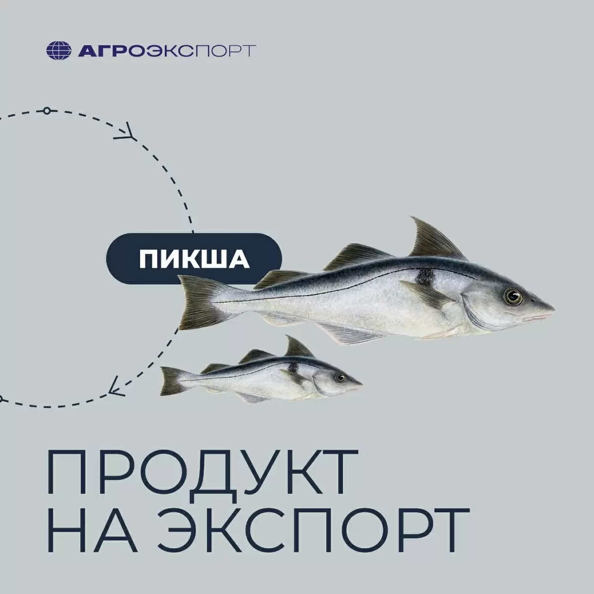 Пикша на внешнем рынке: новые горизонты для экспортеров