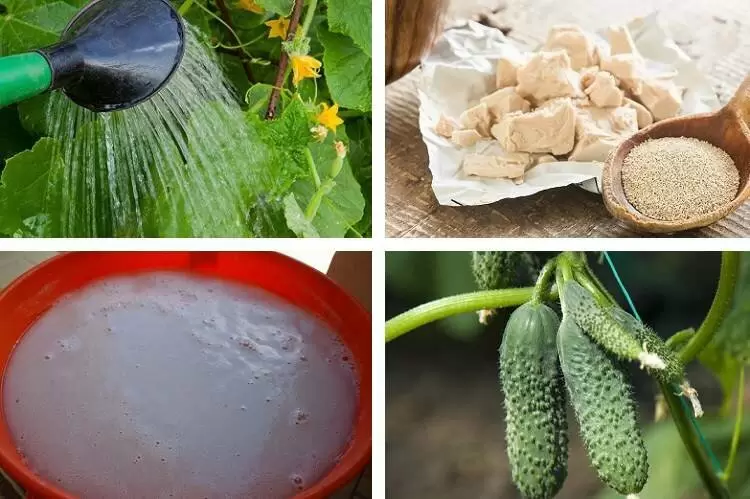 Как дрожжевая подкормка меняет вашу рассаду и цветы