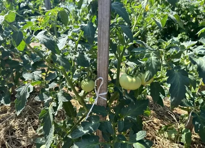 Как спасти урожай от фитофтороза: простые и эффективные методы борьбы