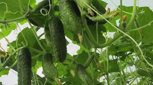 Секреты получения второго урожая огурцов в августе