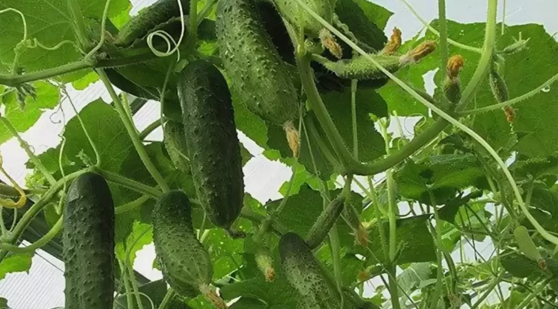 Секреты получения второго урожая огурцов в августе