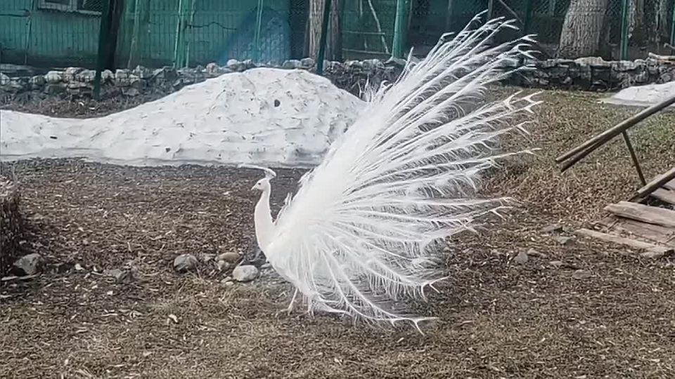 ������ � ��������������� �������� ������� ��������� ���