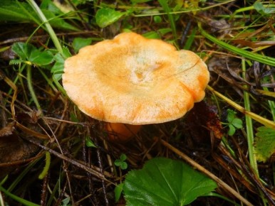 ���������� ����� ������: ��� ����� � ����������� ���� ���������