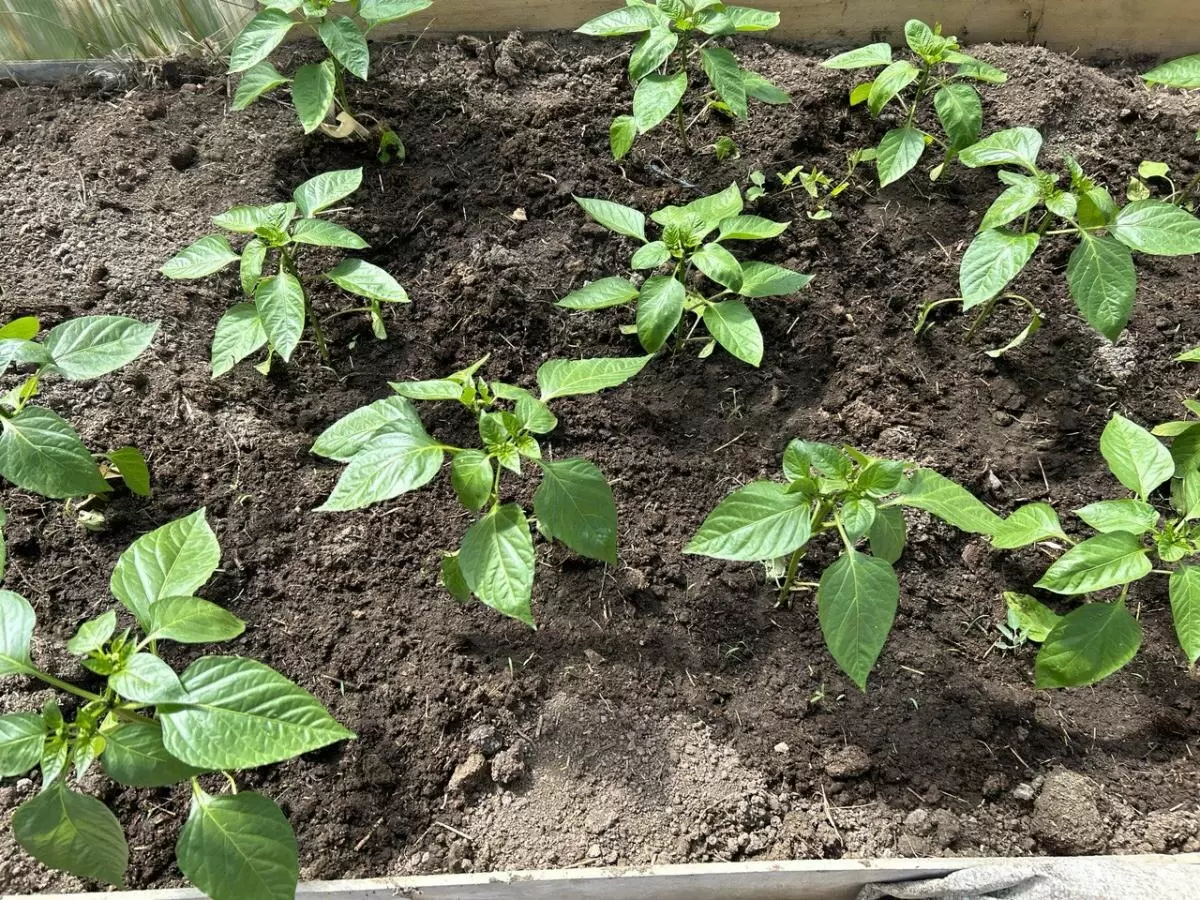 Правильный выбор емкости для посева перца: секреты успешной рассады