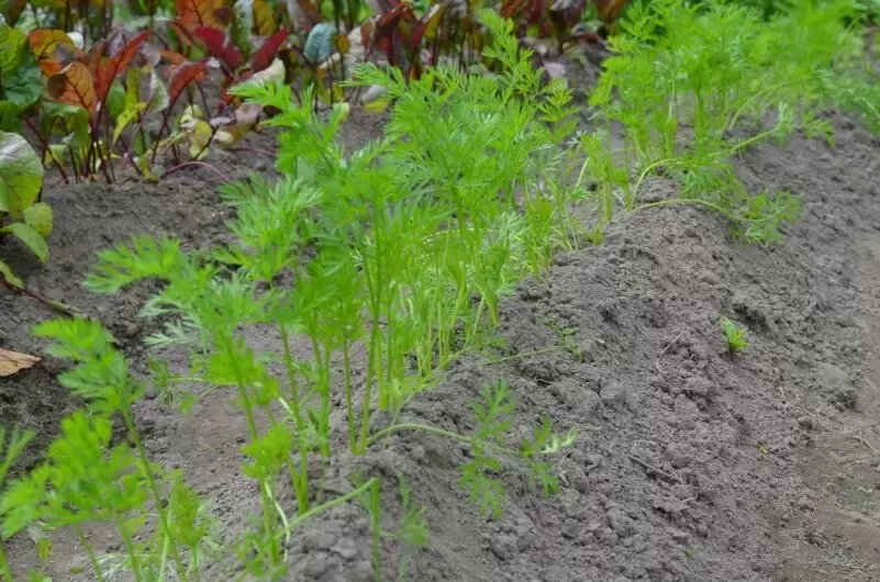 Какие овощи процветают на гребнях?