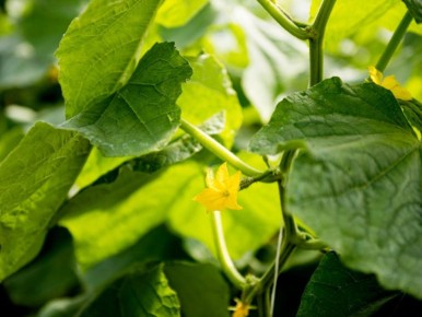 Секреты долговечного урожая: как избежать мучнистой росы на огурцах в октябре