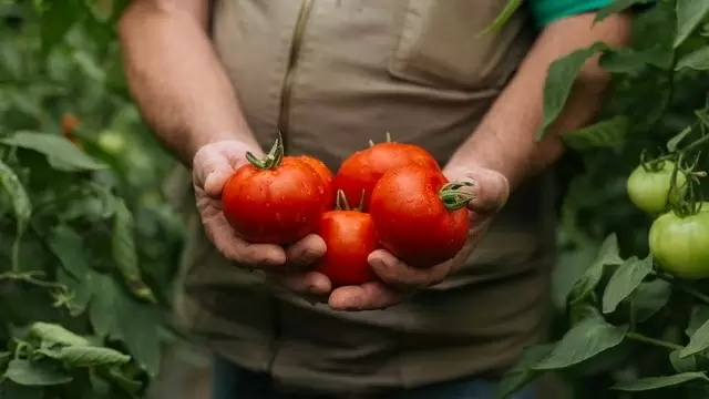 Удачное планирование: секреты идеального урожая помидоров