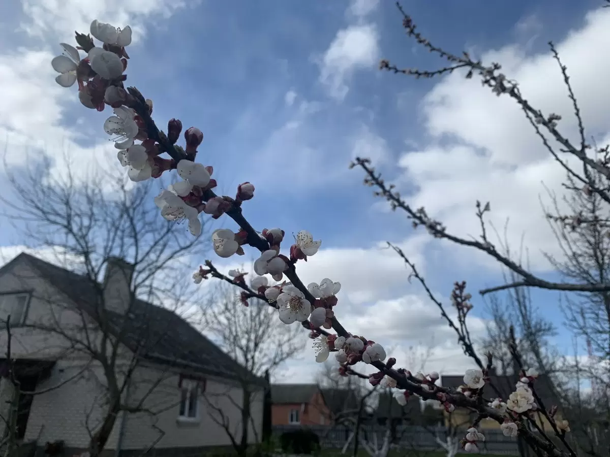 Как сохранить сад и растения от неожиданных заморозков