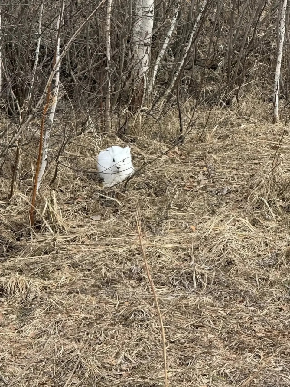 Весенняя ловушка: почему зайцы стали лёгкой добычей после схода снега Весенняя ловушка: почему зайцы стали лёгкой добычей после схода снега