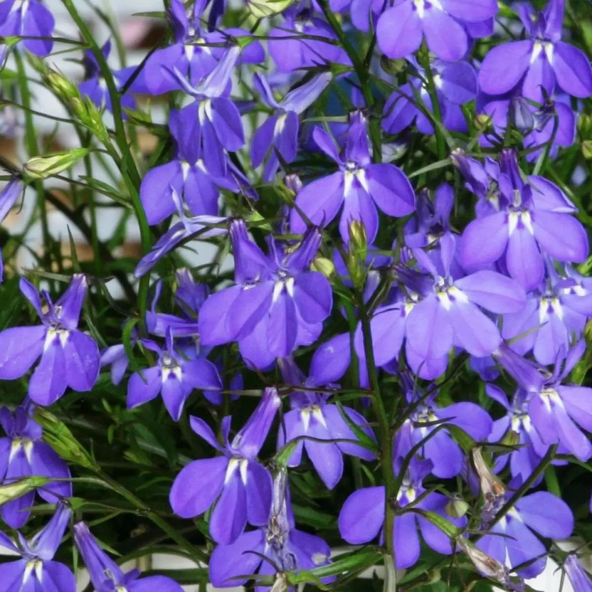 Как вырастить роскошную лобелию: советы для начинающих садоводов