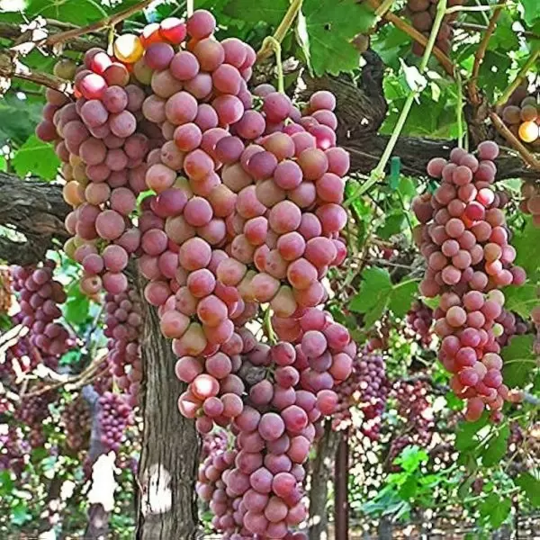 Виноград Фламинго: изысканный столовый сорт с высоким потенциалом