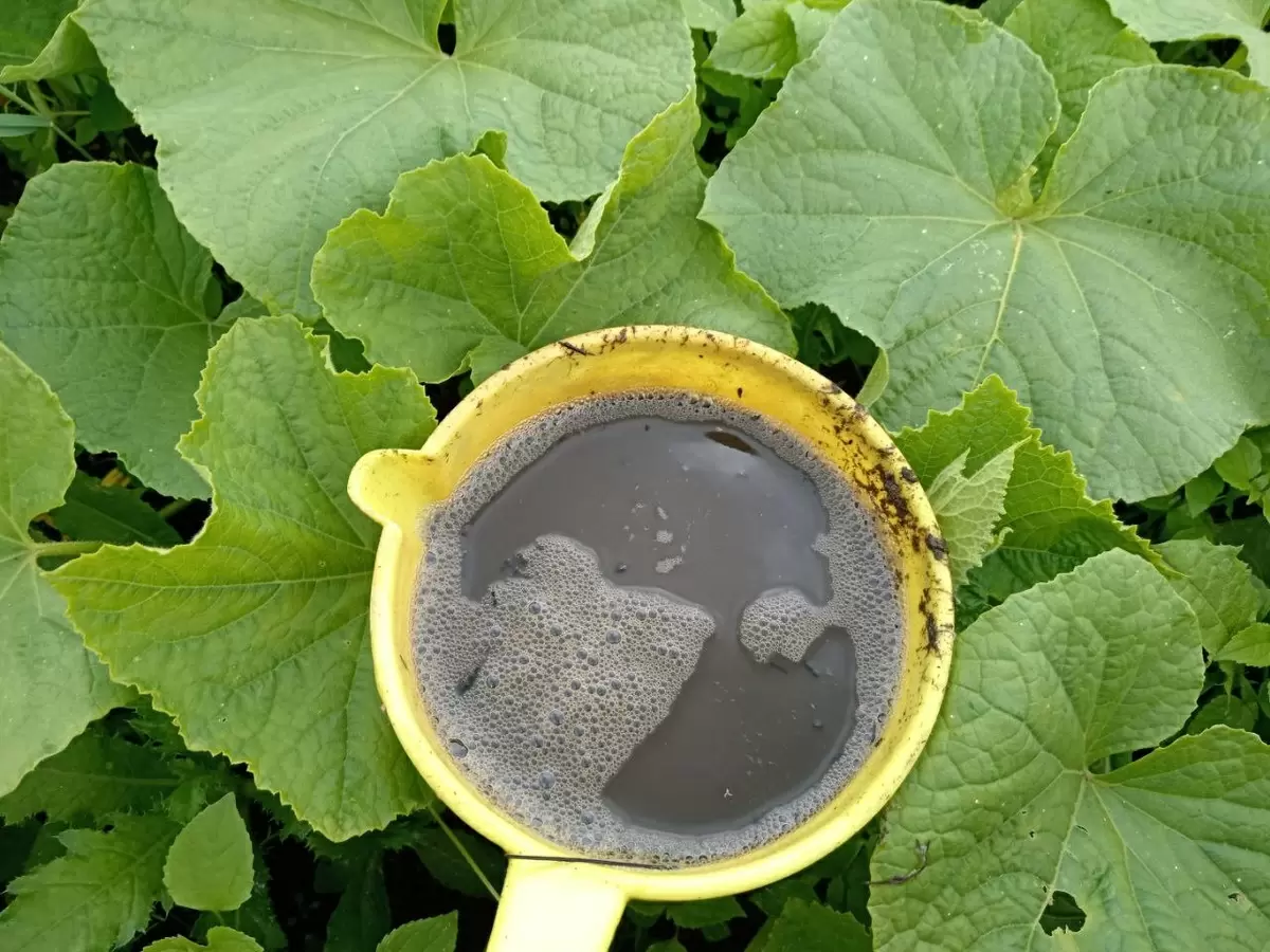 Как продлить урожай огурцов до заморозков с помощью правильного полива