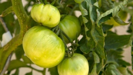 ��� ������� ��������� ��� ��������������� ������: ������� ������ ����������