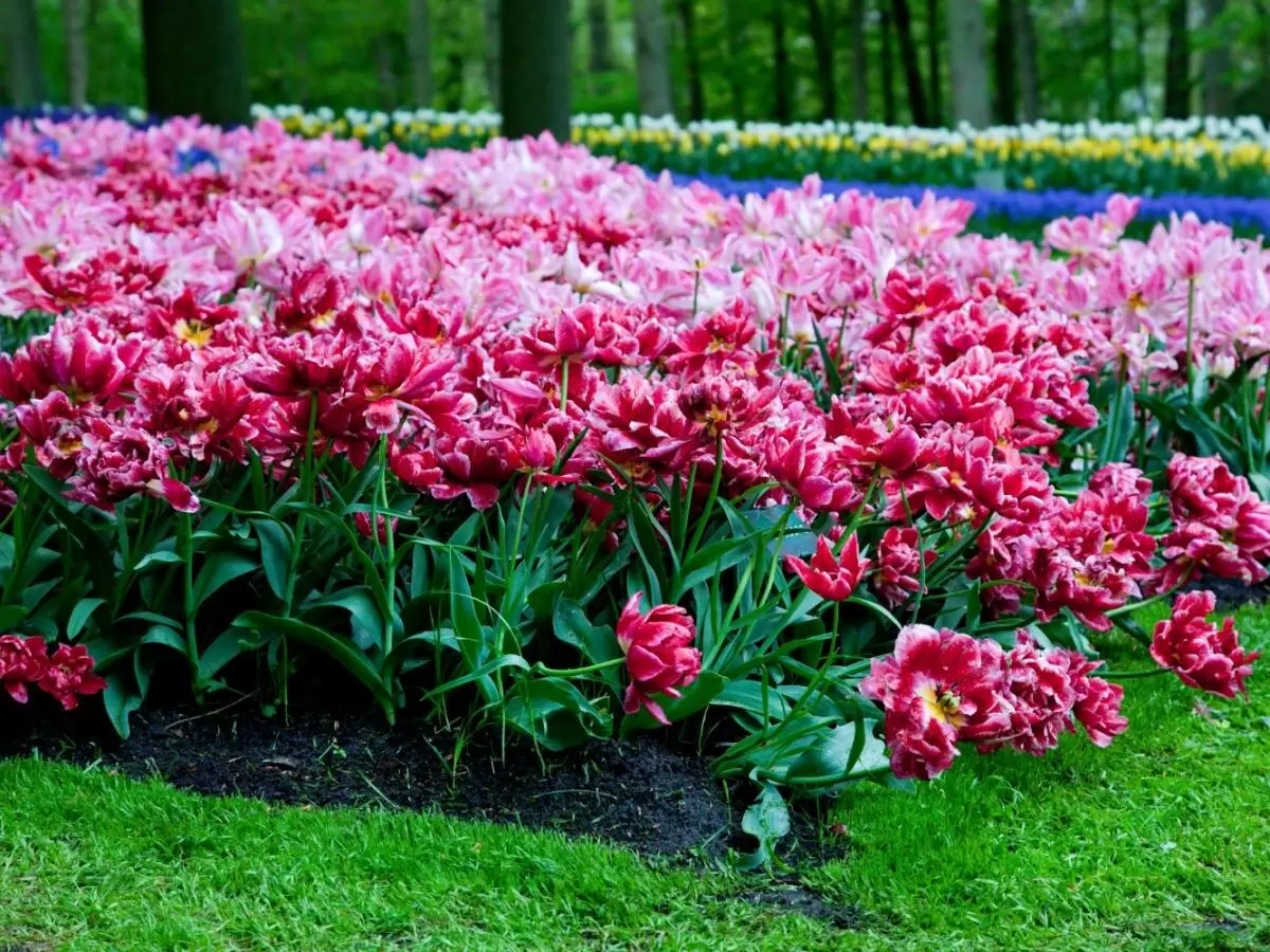 Опасные цветы в вашем саду: как распознать ядовитые растения