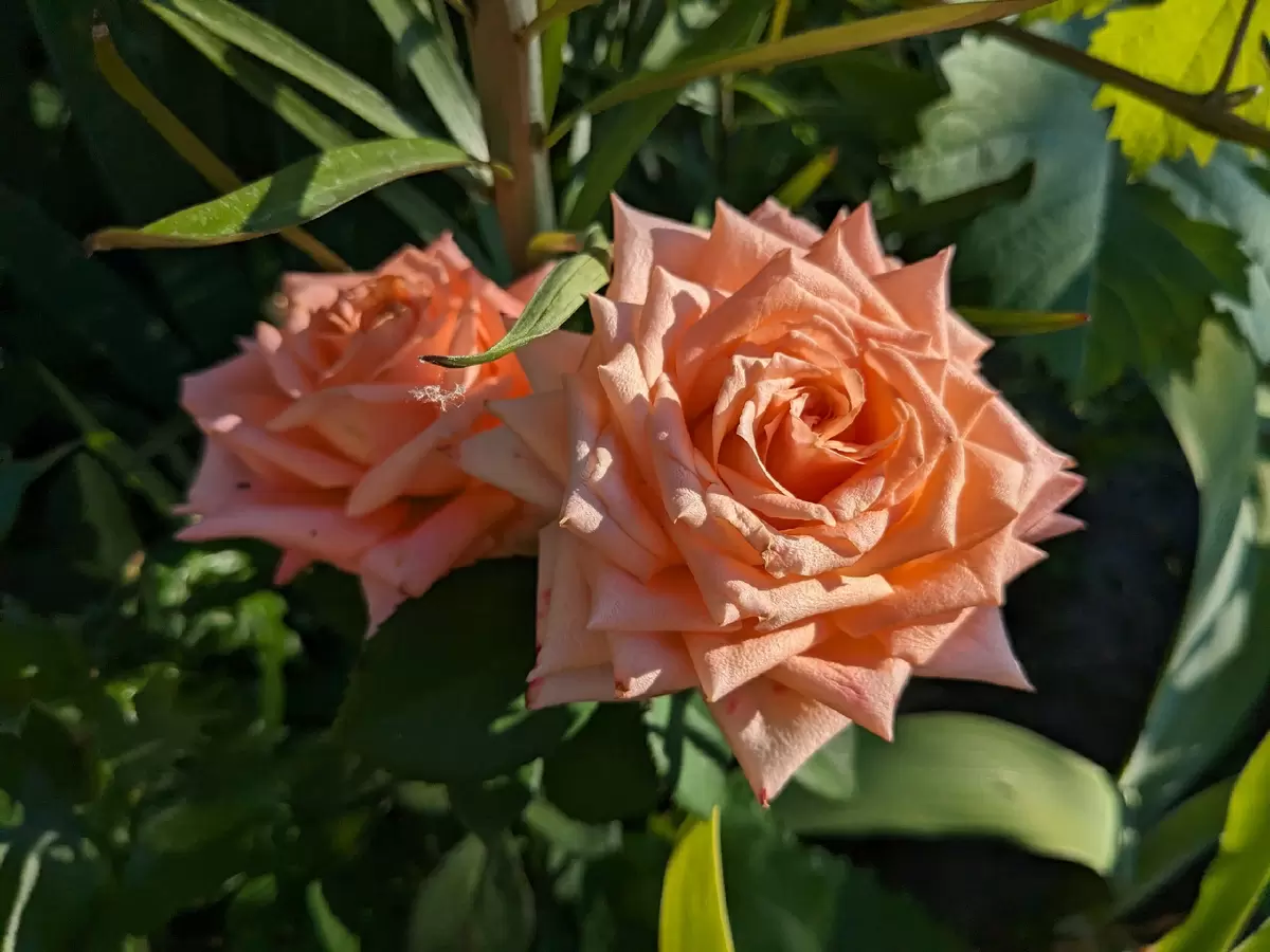 Цветущий рай на ваших глазах: июль в саду непрерывного цветения