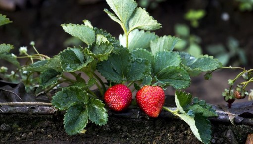 ������� ��������� ����� �� ��������� � ������ ������