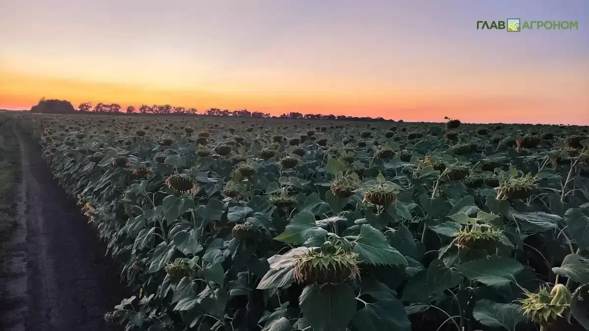 Аграрии юга России спасают урожай с помощью искусственного дождя