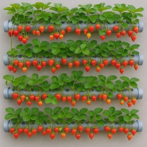 Клубника без химии: три простых метода для здорового урожая