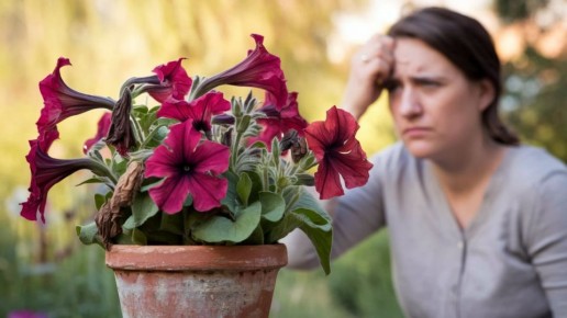 ������� �������� �������: ��� �������� ������������ ��������