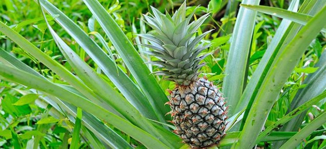 Почему ананас растёт так долго: интересные факты о фрукте