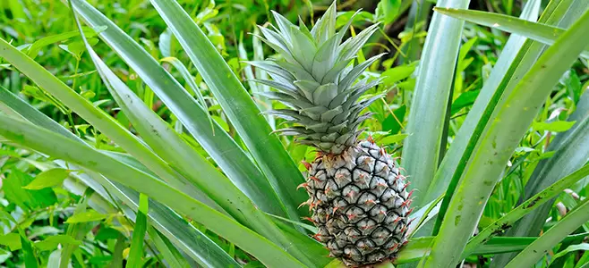 Почему ананас растёт так долго: интересные факты о фрукте