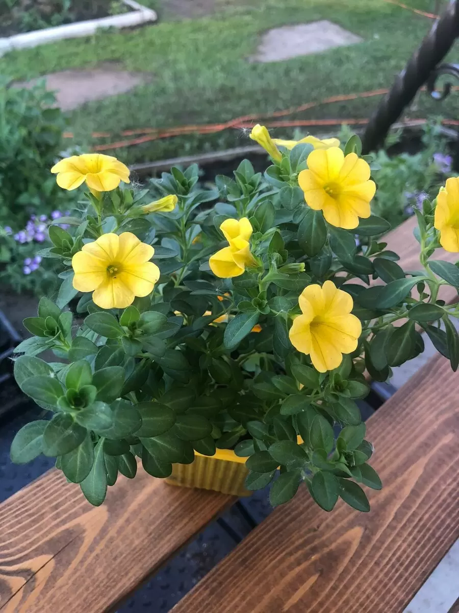 Как калибрахоа завоевала сердца садоводов