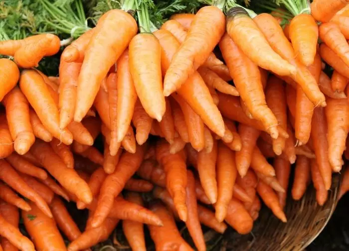 Почему осеннее посев моркови — ключ к раннему урожаю