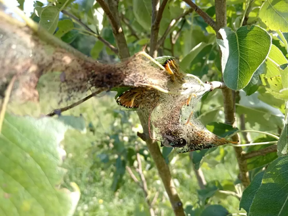 Как эффективно защитить груши от боярышниковой листовертки: практические советы