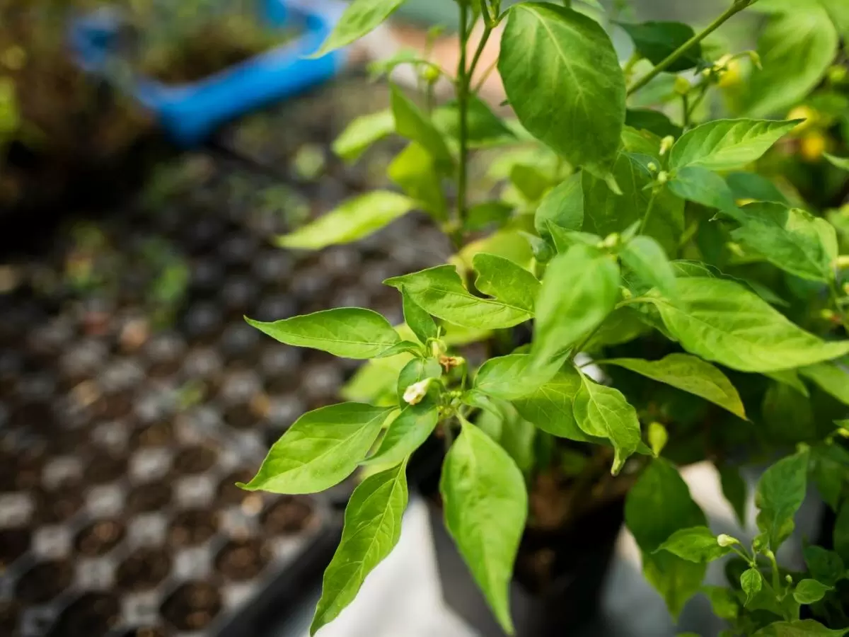 Обрезка перцев: творим новый облик ваших растений