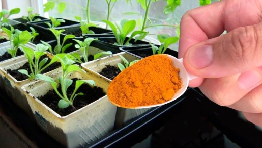 ��� ������ � ������ ����� ����������� ���� �������