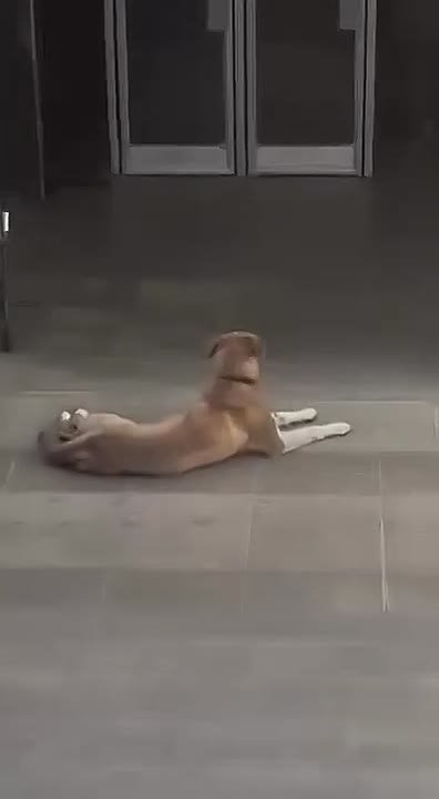 В Омске потерялся пес в центре города