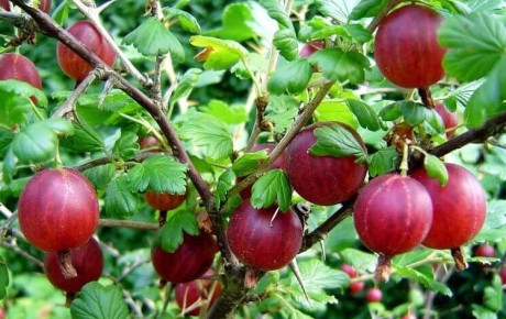 ��� ��������� ������� � ���������� ���������: ������� ������� ��� ��������� ������