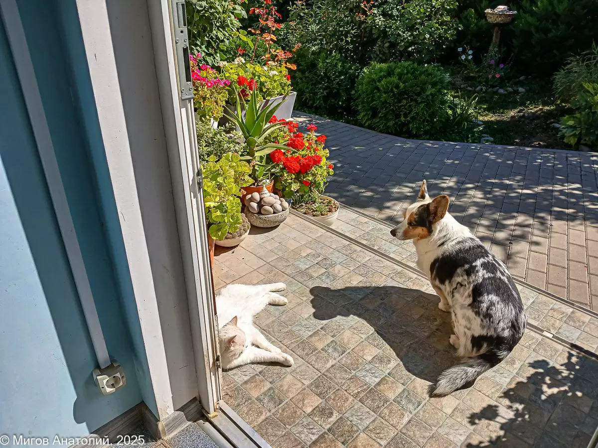 Кошачья кулинария: как Маруся стала настоящей гурманкой